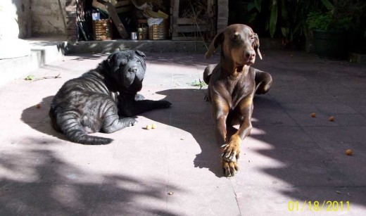 Mi amiga Panchita ( Shar Pei ) vino de visita por 2 semanas.